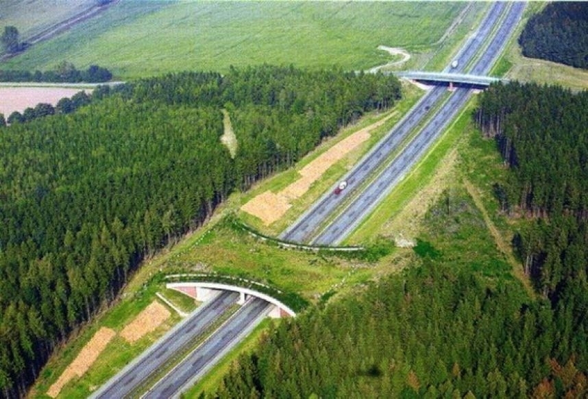 К июлю в Калужской области построят первый в России экодук – дорогу для животных