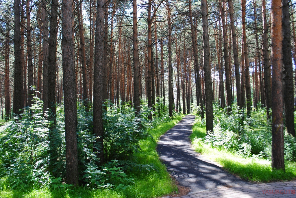 Кедровый лог сургут фото